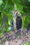Western Barn Owl, Introduced species on the Seychelles, Seychelles 25th of November 2016 Photo: Erik Mølgaard