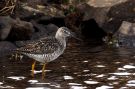 Greater Yellowlegs, Faeroes Islands 7th of May 2016 Photo: Silas K.K. Olofson