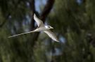White-tailed Tropicbird, Seychelles 25th of November 2016 Photo: Erik Mølgaard
