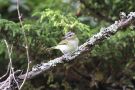 Red-eyed Vireo, Azores 24th of October 2016 Photo: Peter Stronach