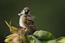 Eurasian Tree Sparrow, Denmark 30th of September 2016 Photo: Gisela Nagel