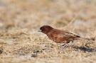 Chestnut Sparrow, Adult male, Ethiopia 2nd of February 2016 Photo: Thomas Varto Nielsen