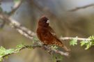 Chestnut Sparrow, Adult male, Ethiopia 3rd of February 2016 Photo: Thomas Varto Nielsen