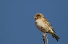 Chestnut Sparrow, Adult female, Ethiopia 3rd of February 2016 Photo: Thomas Varto Nielsen