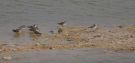 Temminck's Stint, Flock of nine together with one Little Stint, Israel 24th of April 2016 Photo: Anders Odd Wulff Nielsen