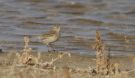 Water Pipit, Kuwait 1st of January 2017 Photo: Anders Odd Wulff Nielsen