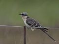 Great Spotted Cuckoo, Spain 18th of April 2016 Photo: Per Boye Svensson