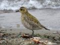 Pacific Golden Plover, Italy 11th of January 2017 Photo: Luca Bergamaschi