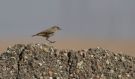 Red-tailed Wheatear, One of two wintering birds, Kuwait 7th of January 2017 Photo: Anders Odd Wulff Nielsen