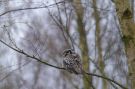 Northern Hawk-owl, 3k+?, Denmark 4th of February 2017 Photo: Jan Lindgaard Rasmussen