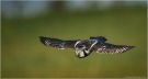 Northern Hawk-owl, Denmark 1st of October 2016 Photo: Hans Staunstrup
