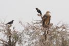 Eastern Imperial Eagle, India 4th of February 2017 Photo: Paul Patrick Cullen
