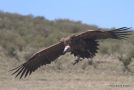 Lappet-faced Vulture, Kenya 8th of February 2017 Photo: Peter Bonne Eriksen
