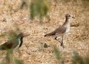 Sociable Lapwing, India 2nd of February 2017 Photo: Paul Patrick Cullen