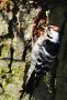 Lesser Spotted Woodpecker, Han, Denmark 10th of March 2017 Photo: Jan Haaning Nielsen