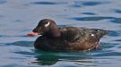 White-winged Scoter, ad han, Iceland 7th of March 2017 Photo: Frank Abrahamson