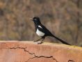 Eurasian Magpie, Maghreb-skade, Morocco 25th of February 2017 Photo: Erling Krabbe