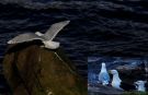 Sølvmåge x Gråmåge, Ad. Viking Gull (Herring Gull x Glaucous Gull), Færøerne 9. marts 2017 Foto: Rodmund á Kelduni