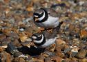 Common Ringed Plover, Denmark 22nd of March 2017 Photo: Anders Jensen
