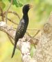 Reed Cormorant, Ghana 21st of March 2017 Photo: Frits Rost