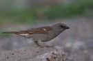 Swainson's Sparrow, Adult, Ethiopia 6th of May 2016 Photo: Thomas Varto Nielsen