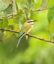 White-throated Bee-eater, Ghana 21st of March 2017 Photo: Frits Rost