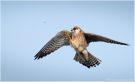 Red-footed Falcon, Aftenfalk hapser insekt i luften, Denmark 13th of May 2017 Photo: Hans Staunstrup
