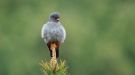 Red-footed Falcon, Denmark 17th of May 2017 Photo: Henrik Pedersen