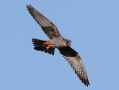 Red-footed Falcon, 2k han, Denmark 22nd of May 2017 Photo: Erik Biering