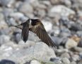 Barn Swallow, Denmark 27th of May 2017 Photo: Per Schans Christensen