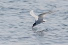 Arctic Tern, 