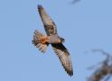 Red-footed Falcon, 2K han, Denmark 22nd of May 2017 Photo: Erik Biering