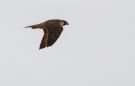 Barbary Falcon, Juvenile, Spain 13th of June 2017 Photo: Joachim Bertrands