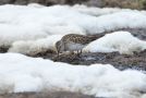 White-rumped Sandpiper, Greenland 10th of June 2017 Photo: Flemming Pagh Jensen
