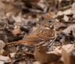 Red Fox Sparrow, USA 7th of April 2015 Photo: Stefan Tapio Ettestam