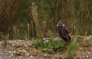 Eurasian Eagle-Owl, Denmark 24th of August 2017 Photo: Lars Grøn