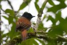 Sao Tome Paradise-flycatcher (Terpsiphone atrochalybeia) female, São Tomé and Príncipe 2nd of August 2017 Photo: Anders Odd Wulff Nielsen