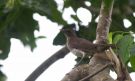 Sao Tome Thrush (Turdus olivaceofuscus), São Tomé and Príncipe 3rd of August 2017 Photo: Anders Odd Wulff Nielsen