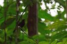 Giant Sunbird (Dreptes thomensis), São Tomé og Príncipe 31. juli 2017 Foto: Anders Odd Wulff Nielsen