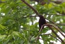 Carmelite Sunbird (Chalcomitra fuliginosa) ssp. aurea, Ghana 16. juli 2017 Foto: Anders Odd Wulff Nielsen
