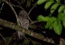 Akun Eagle-owl (Bubo leucostictus), Ghana 19. juli 2017 Foto: Anders Odd Wulff Nielsen
