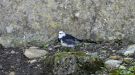 White Wagtail, Ireland 19th of September 2017 Photo: Michael Frank Nielsen