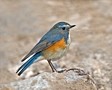 Red-flanked Bluetail, male, Korea (South) 10th of April 2017 Photo: Eva Foss Henriksen