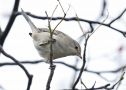 Barred Warbler, 1K, Denmark 2nd of November 2017 Photo: John Larsen