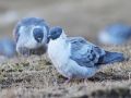 Snedue (Columba leuconota) Snow Pigeon ssp. leuconota, Indien 23. november 2016 Foto: Paul Patrick Cullen