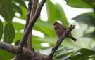 Principe Seedeater (Crithagra rufobrunnea thomensis), São Tomé and Príncipe 30th of July 2017 Photo: Anders Odd Wulff Nielsen