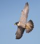 Peregrine Falcon, Denmark 6th of November 2017 Photo: Per Schans Christensen