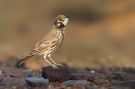 Thick-billed Lark, Adult male, Morocco 5th of March 2014 Photo: Ralph Martin