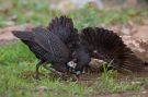 Helmeted Guineafowl, Adults (presumed males) fighting!, Ethiopia 7th of May 2016 Photo: Thomas Varto Nielsen