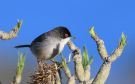 Sardinian Warbler, Spain 23rd of December 2017 Photo: Frits Rost